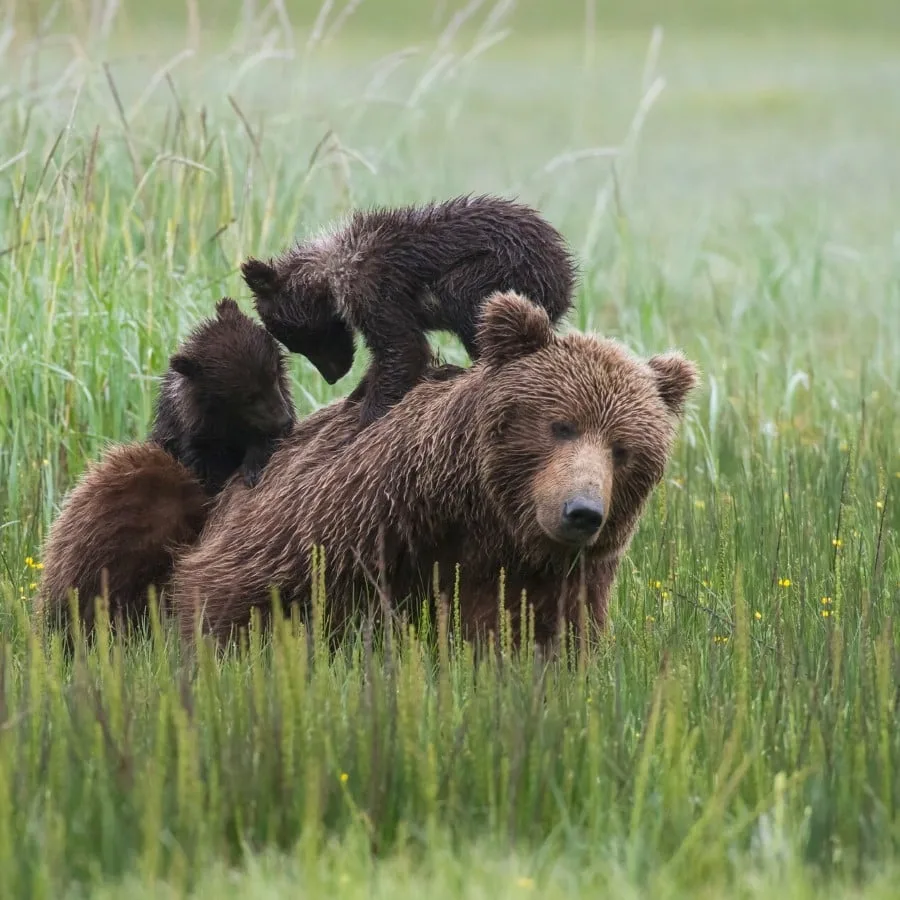 dyreliv-alaska-hgr-143720_1920-foto_shutterstock.jpg