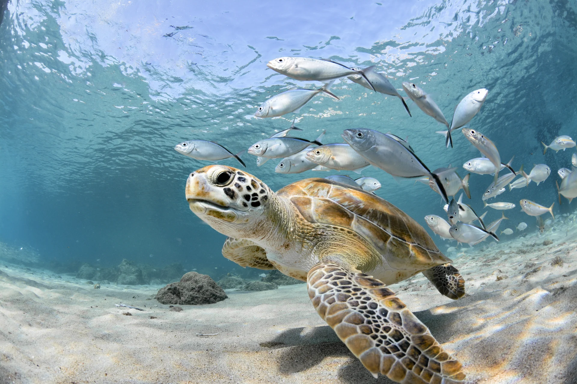 Galapagos-Inseln - Die neun schönsten Inseln des Archipels