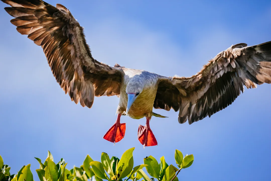 Red Footed Booby, Genovesa Island - Photo: Andrew Peacock / Getty Images