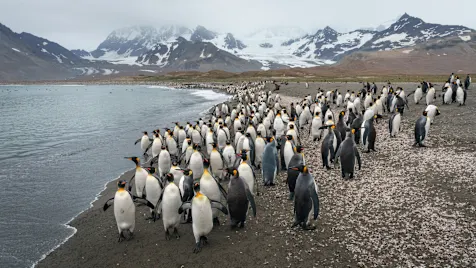 South Georgia St Andrews Bay HX 45360 Photo Yuri Choufour