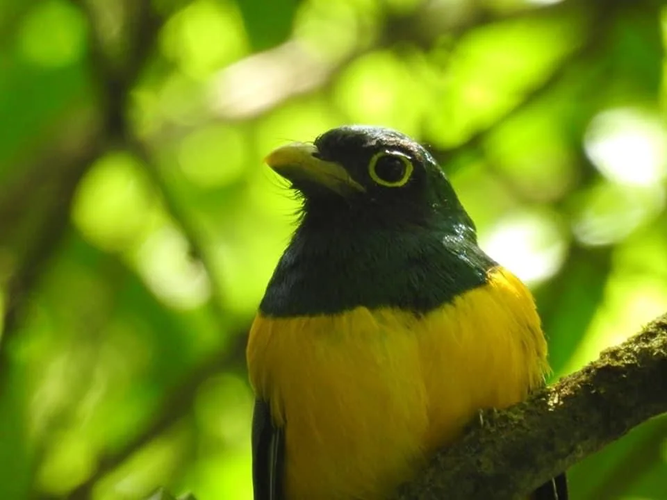 birdwatching-in-bahia-solano.jpeg