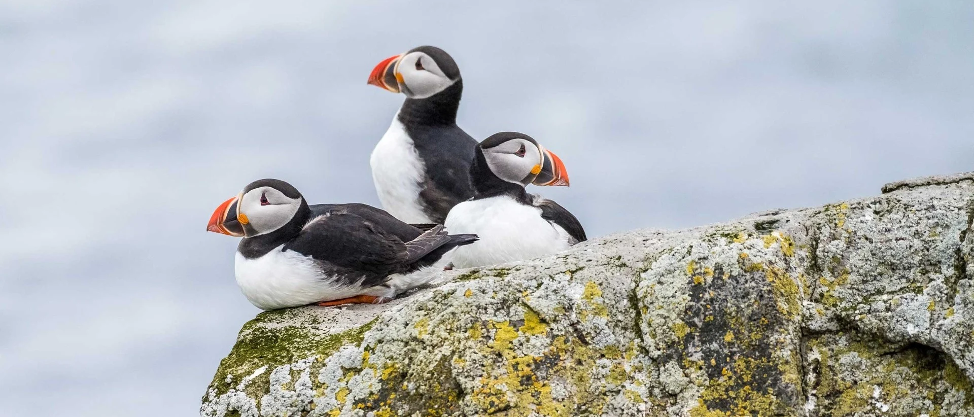 Puffin, Vigur Island, Iceland. 
Photo: Karsten Bidstrup