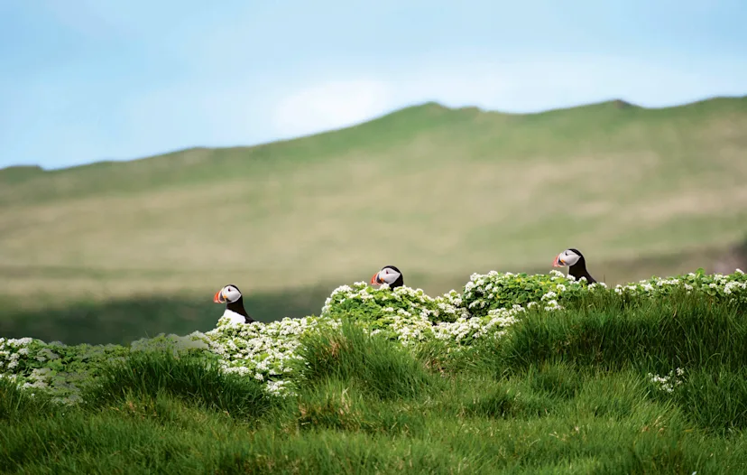 Expedition nach Island – Von Hamburg nach Reykjavík über die nördlichen Inselgruppen Schottlands