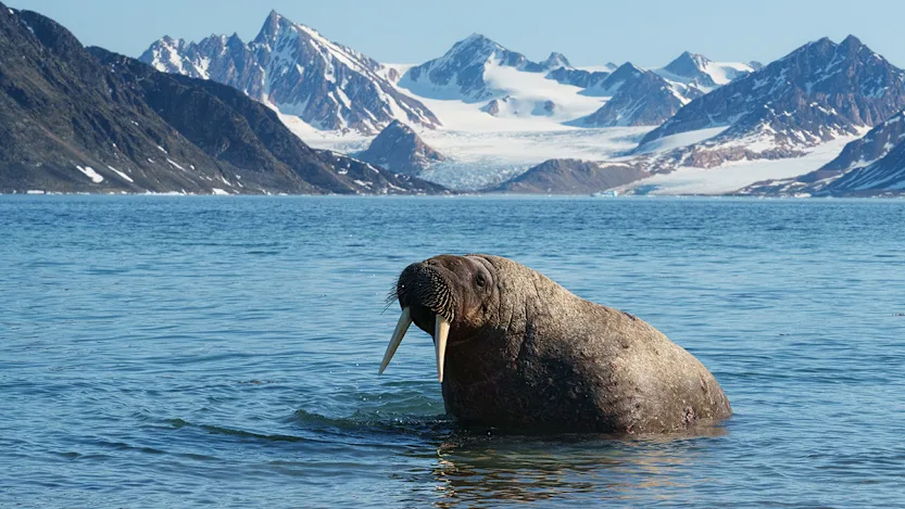 Morsa nadando en aguas árticas con montañas glaciares al fondo