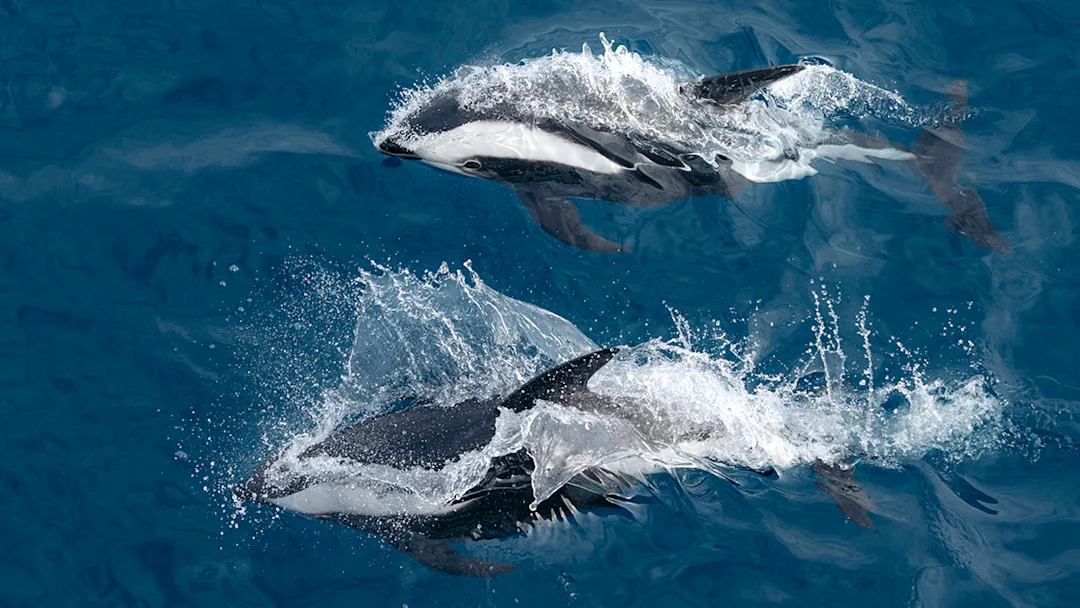 Killer Whales jumping in the sea of the Drake Passage, Antarctica. Credit: Yuri Choufour / Hurtigruten Expeditions