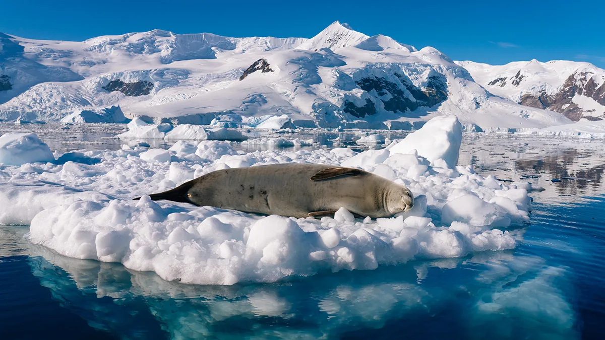 Iconic Antarctica Cruise: The Explorers’ Route 2026 2027 | HX ...