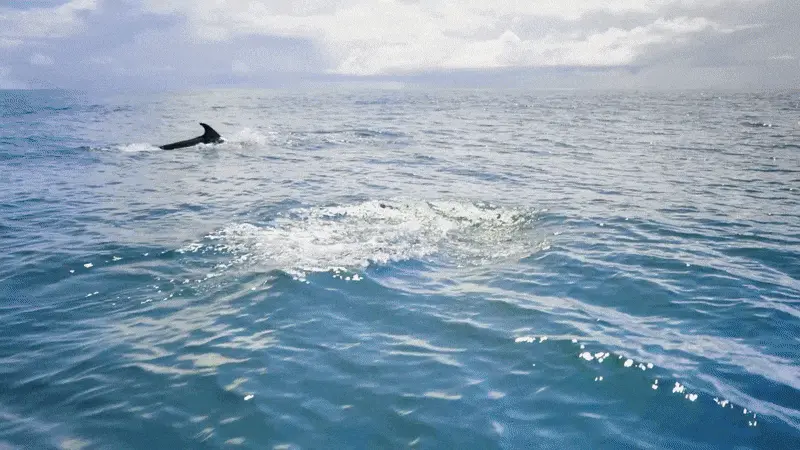 Marine and Wildlife