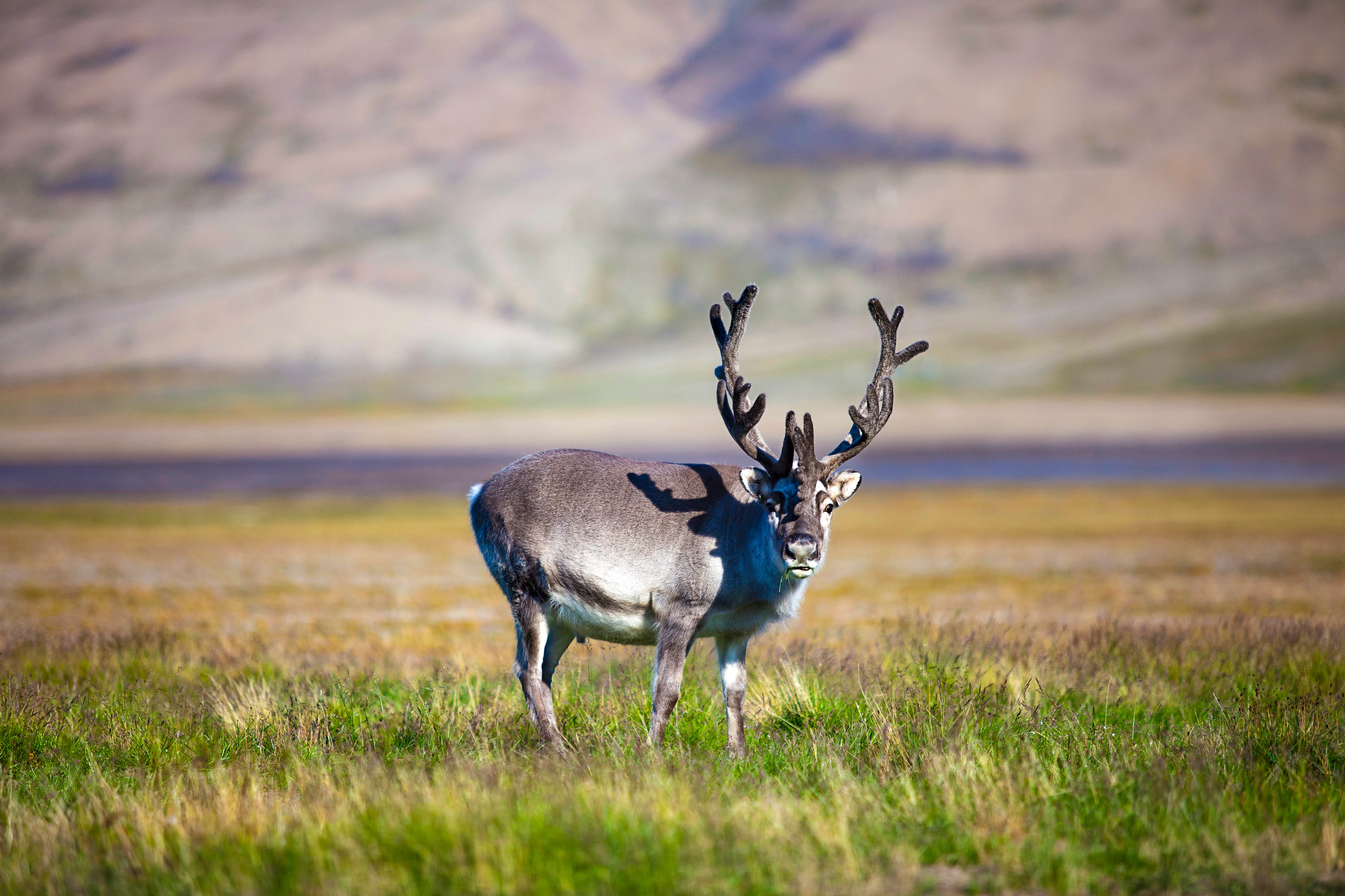 Svalbard_reindeer_MG_0704-Edit.jpg