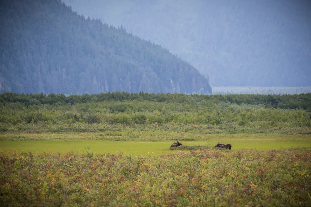 Haines - Chilkat Inlet Coastal Hike | HX Expeditions US