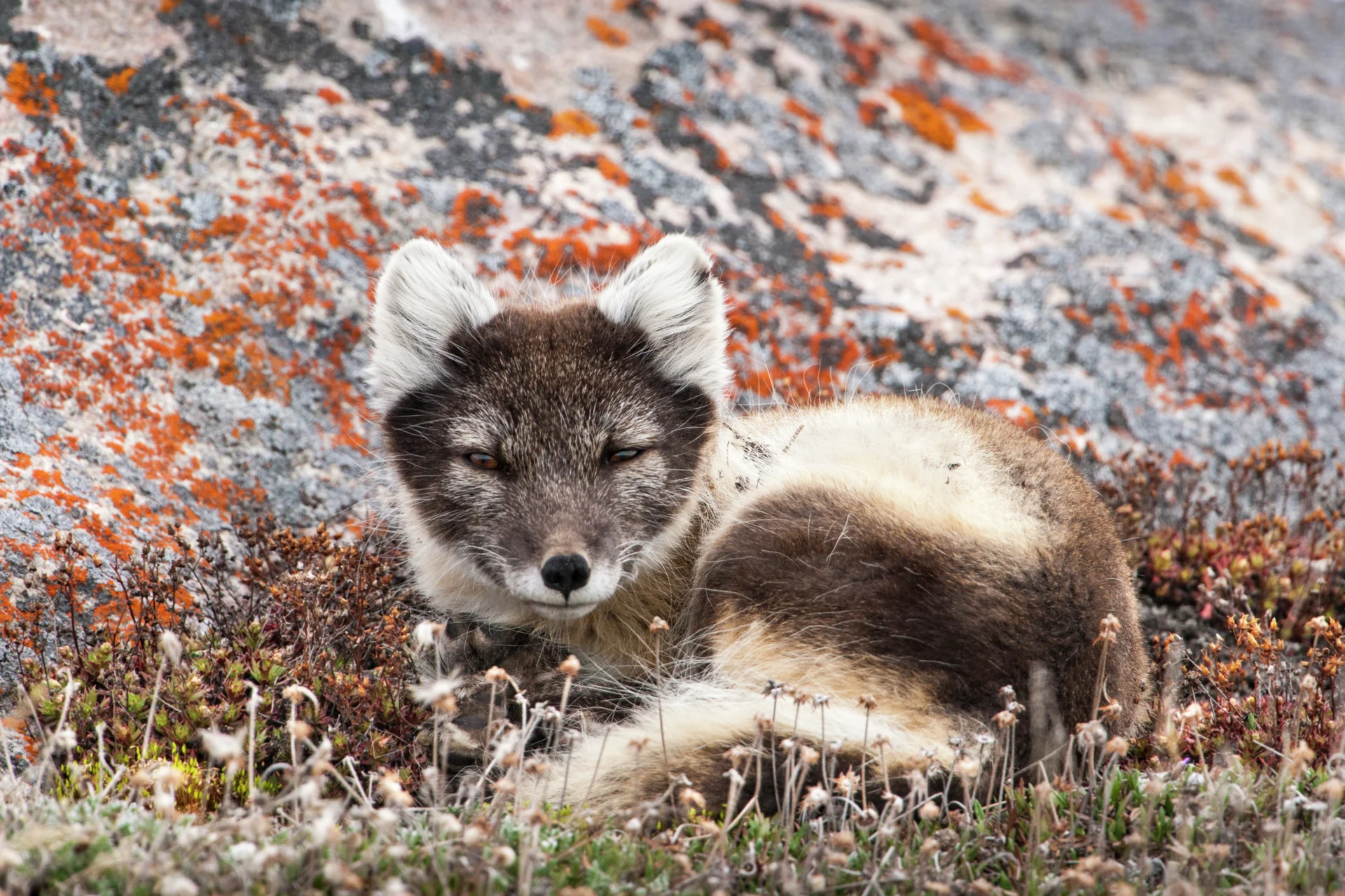 Renard arctique, Cambridge Bay, Canada