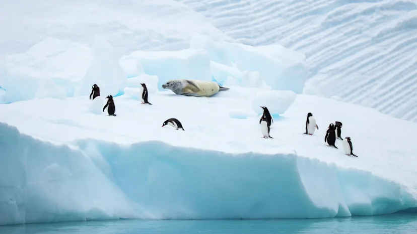 Antarctica & Patagonia Expedition