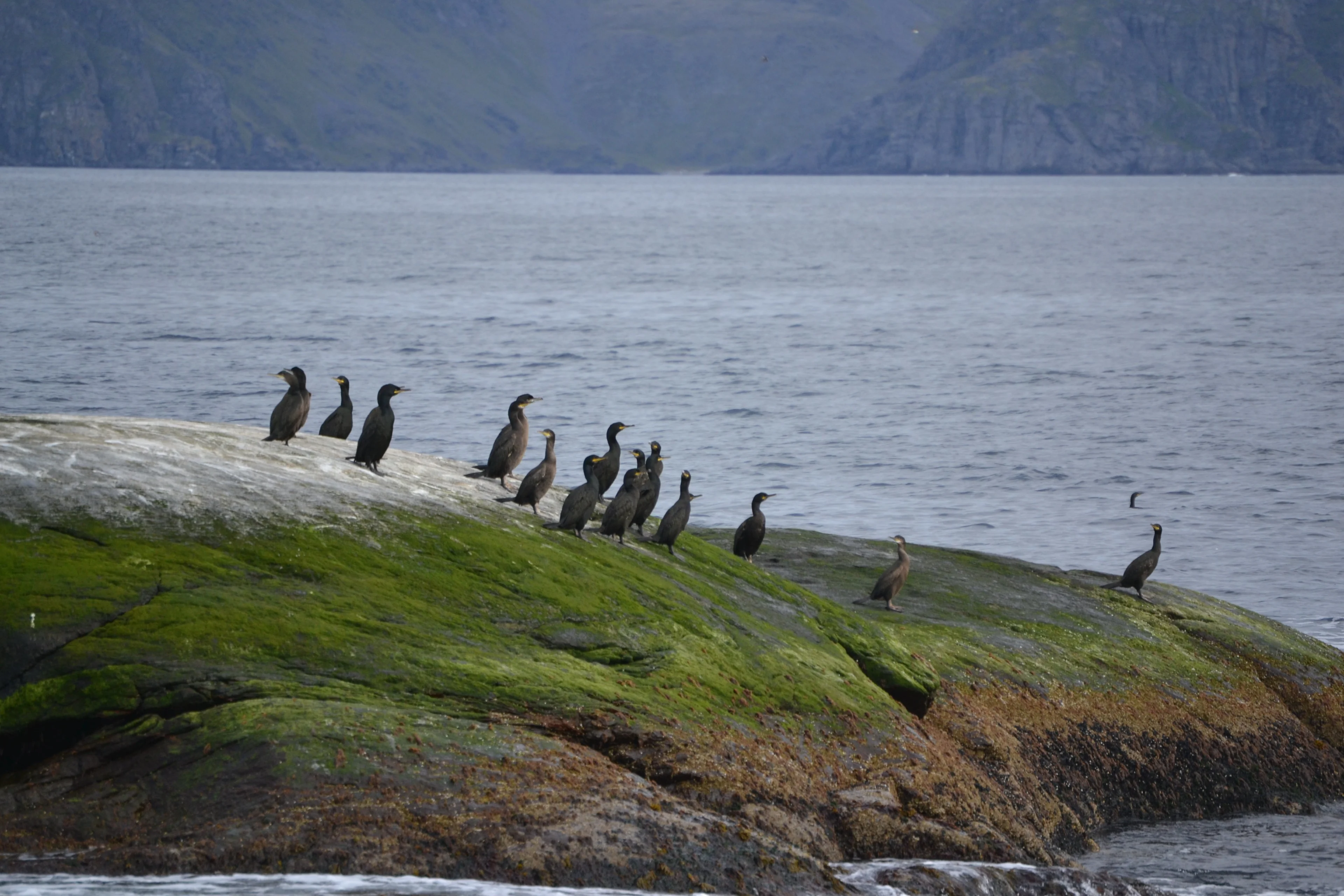 birds-hgr-109242-photo_photo_competition_jpg.jpg