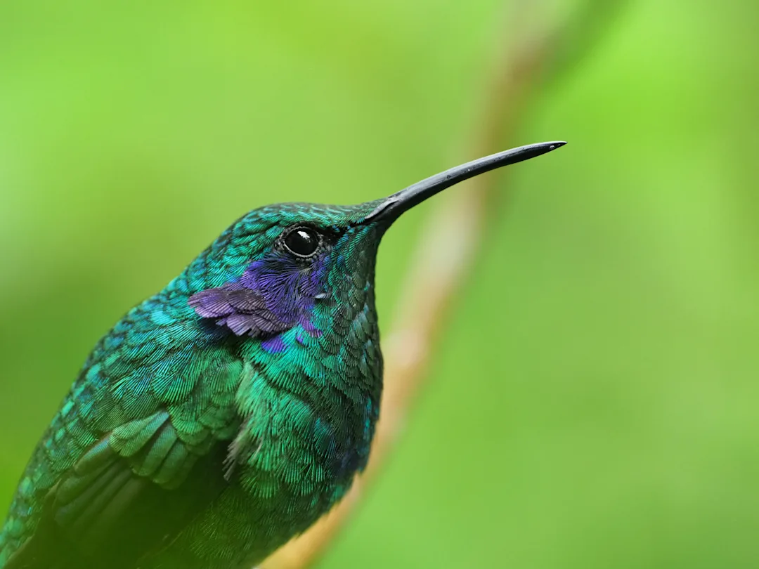 Costa-Rica-Puntarenas_humming-bird___yulian-Cordero_500px_GettyImages.jpg