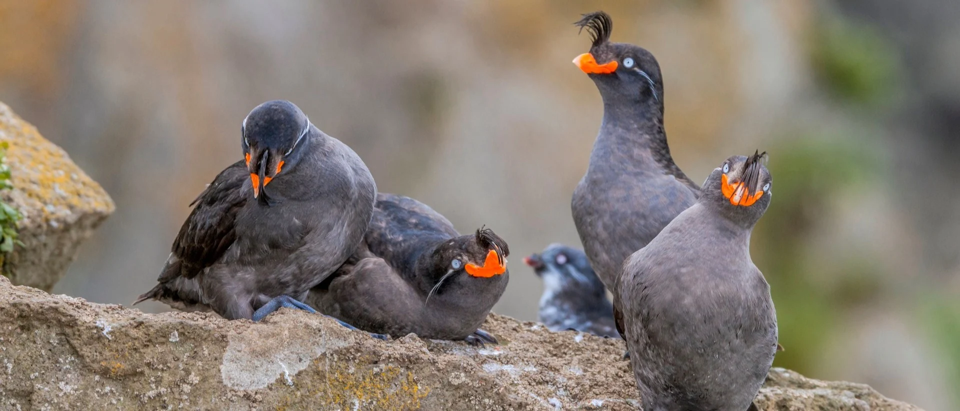 Seabirds of Alaska and the North Pacific