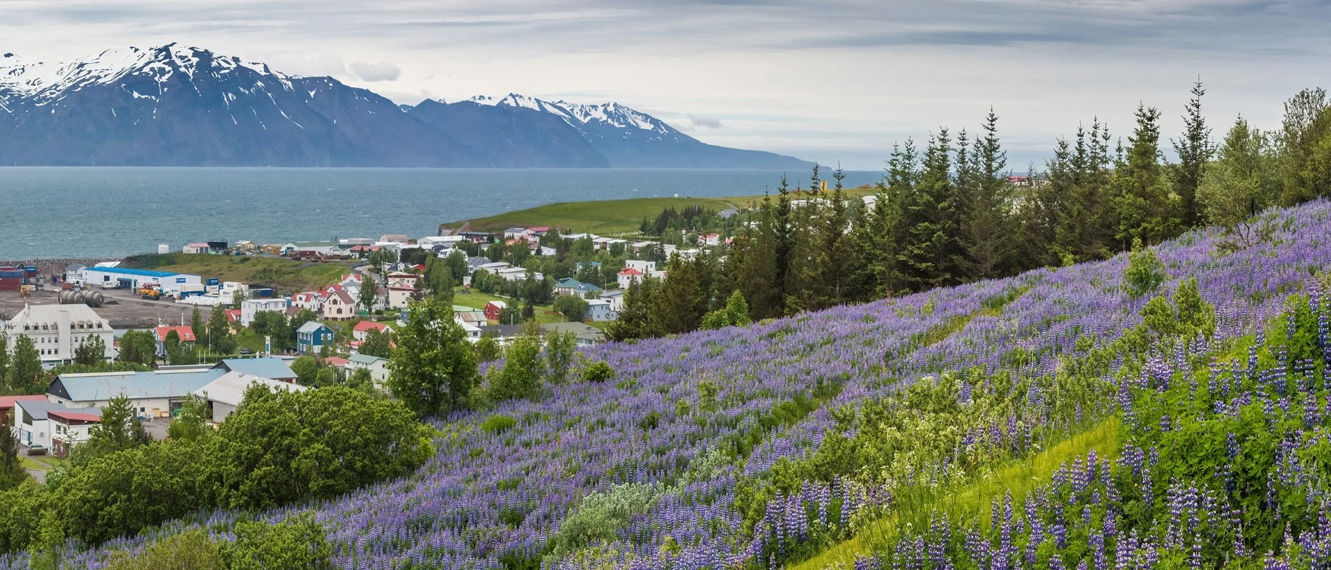 Fem aktiviteter i Húsavík