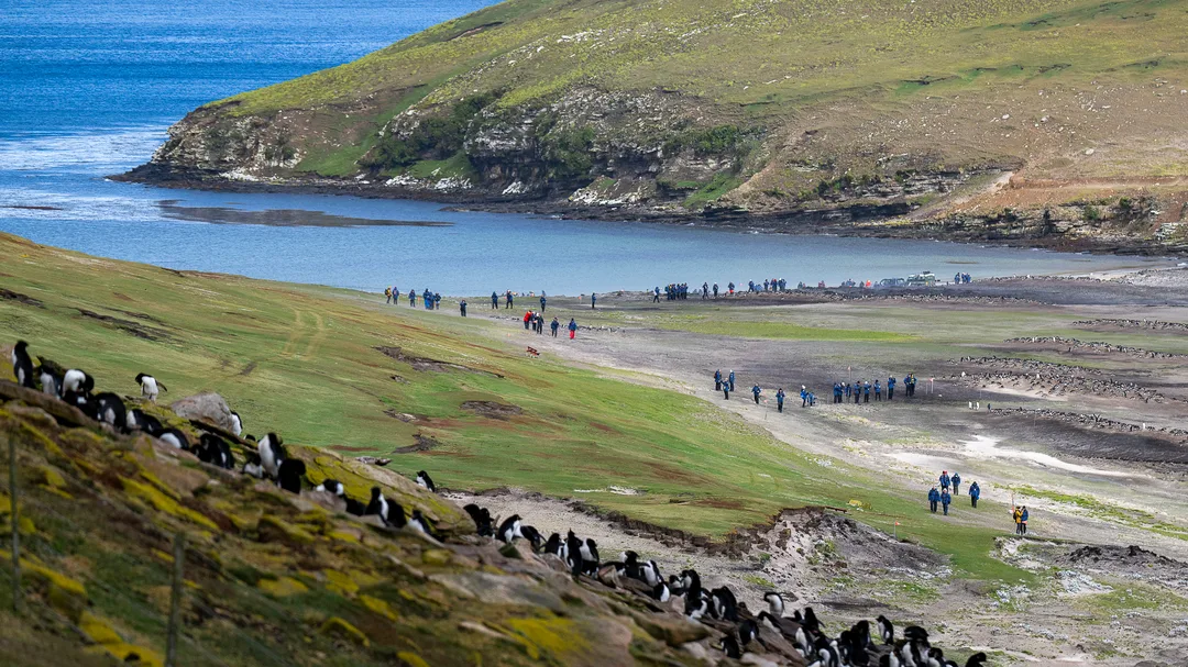 Travel Guide To The Falklands Islands HX Expeditions travel-guide-to-the-falklands-islands-hx-expeditions