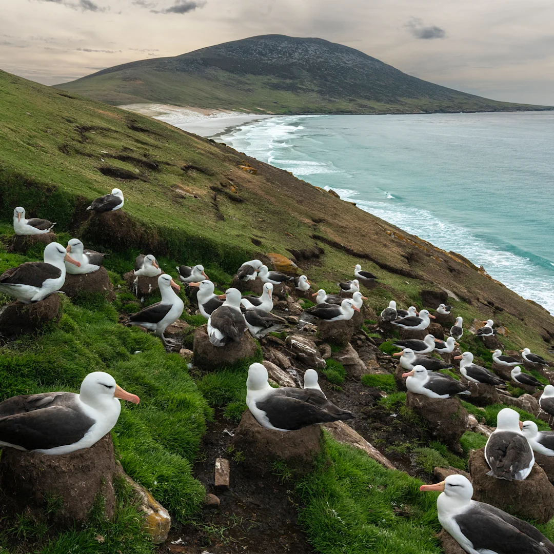 Colony of ground-nesting birds in the Falkland Islands. Credit: Shutterstock / HX Hurtigruten Expeditions. 