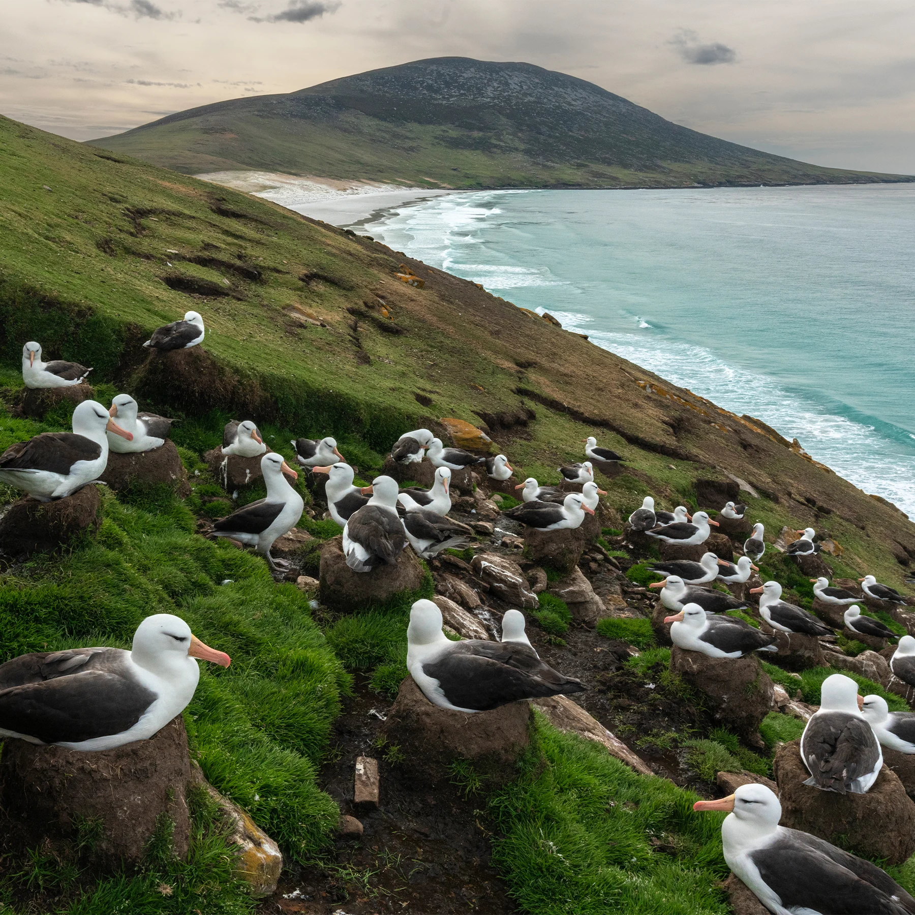 Expedition till Antarktis och Falklandsöarna