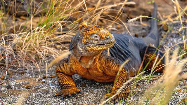 gal-pagos-islands-cruise-nature-wildlife-expedition-2026-hx