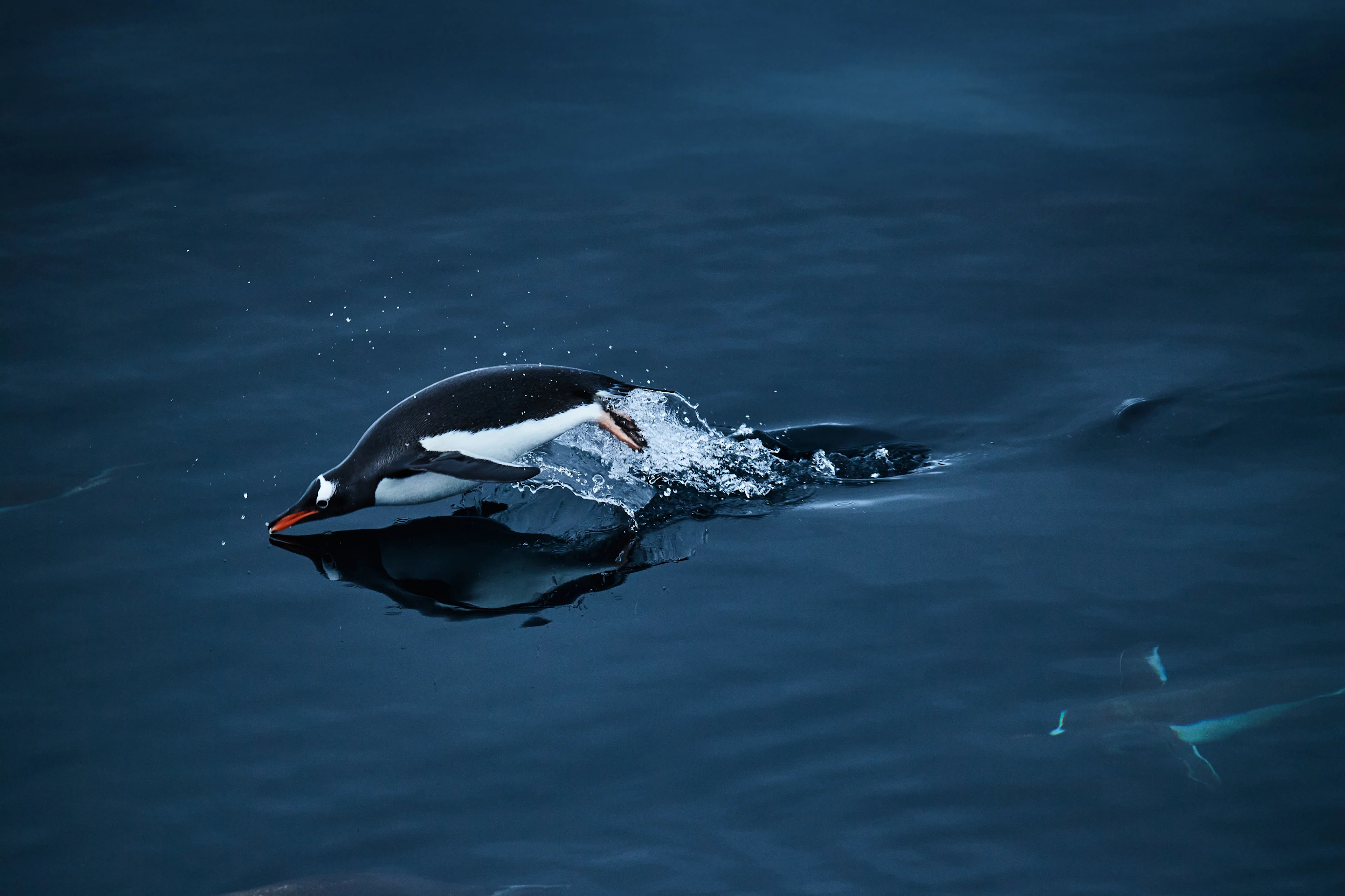 Antarctica GentooPenguin HX35867