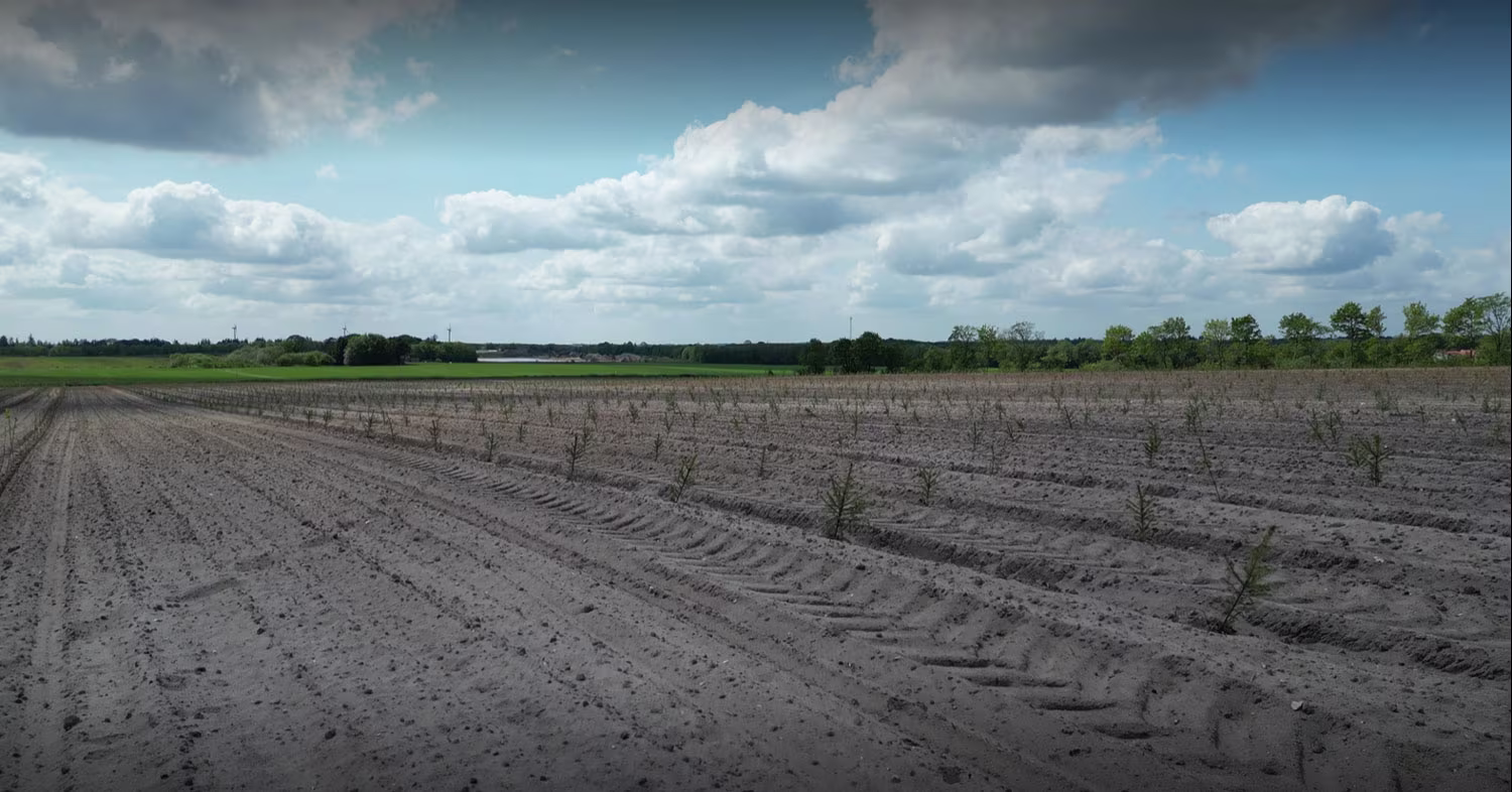 Trees are starting to pop up in Solar's newly established forest