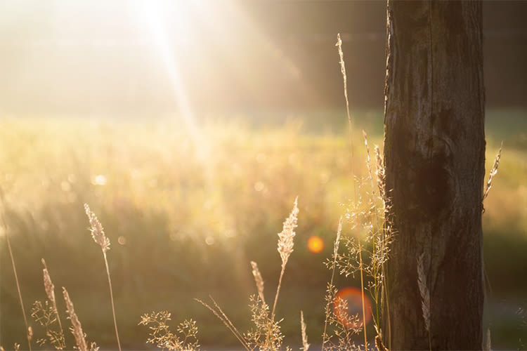 Zonlicht verlicht zachtjes een grasveld met een houten paal op de voorgrond. Warme, serene tinten creëren een rustige en natuurlijke sfeer.