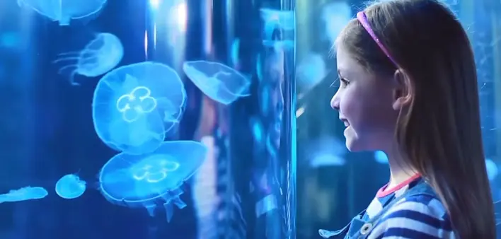 sealife-london-jellyfish (1)