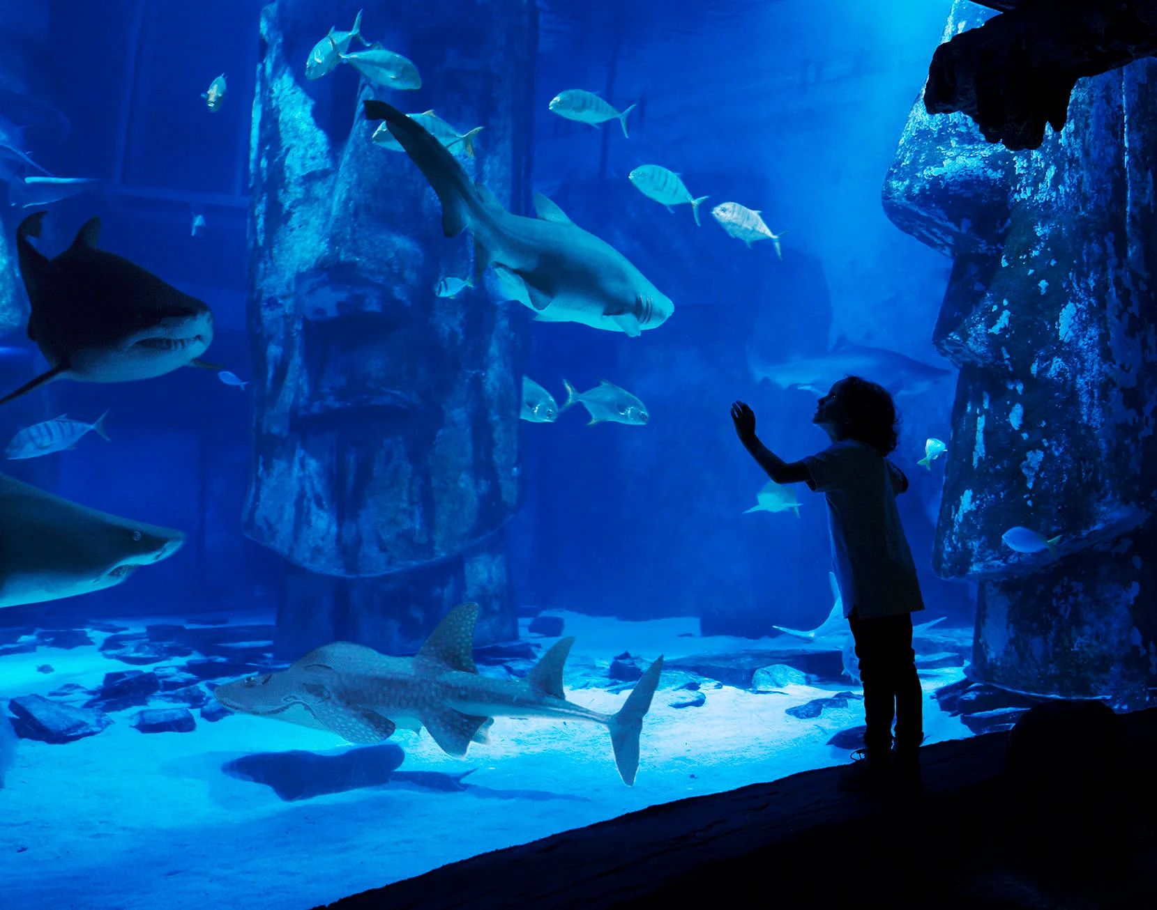 Kid in front of shark tank at SeaLife