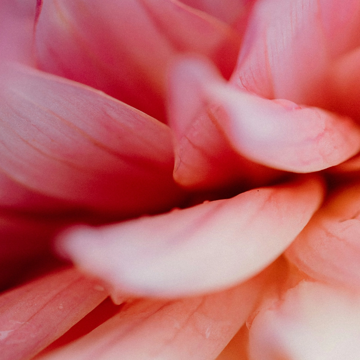 Närbild av en rosa blomma med mjuka, böjda kronblad.