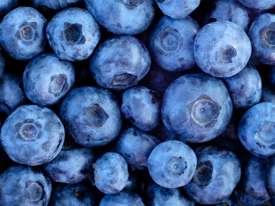 Lähikuva monista mustikoista.